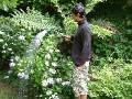 Hydrangea Watering